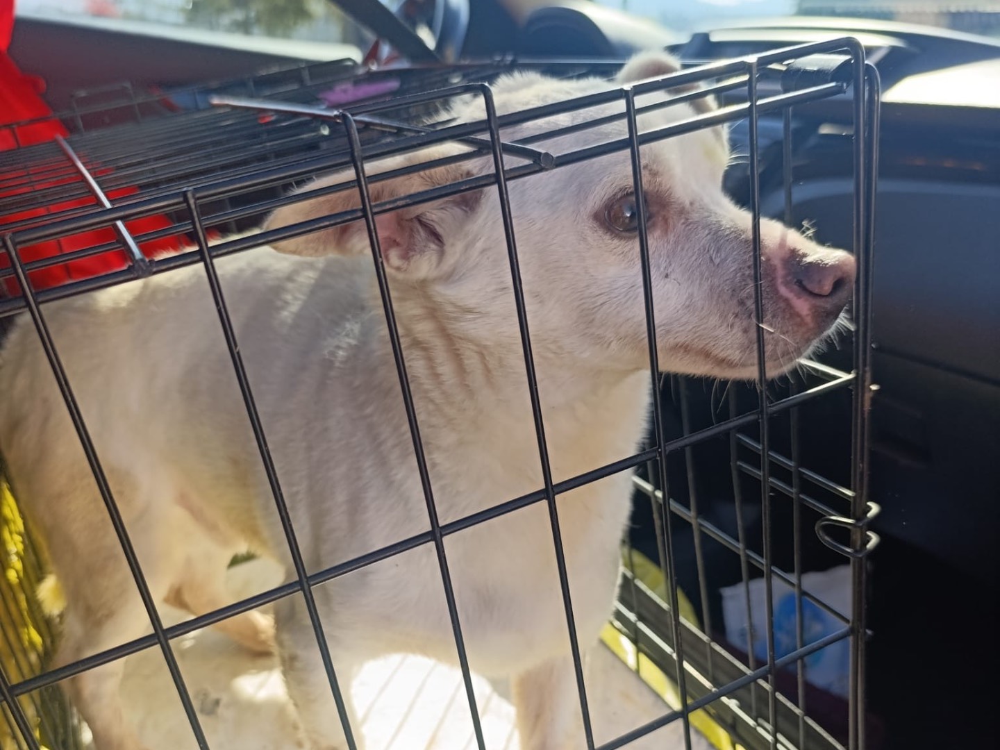 Adotta un cane, maschio, 4 anni e 11 mesi, Trento