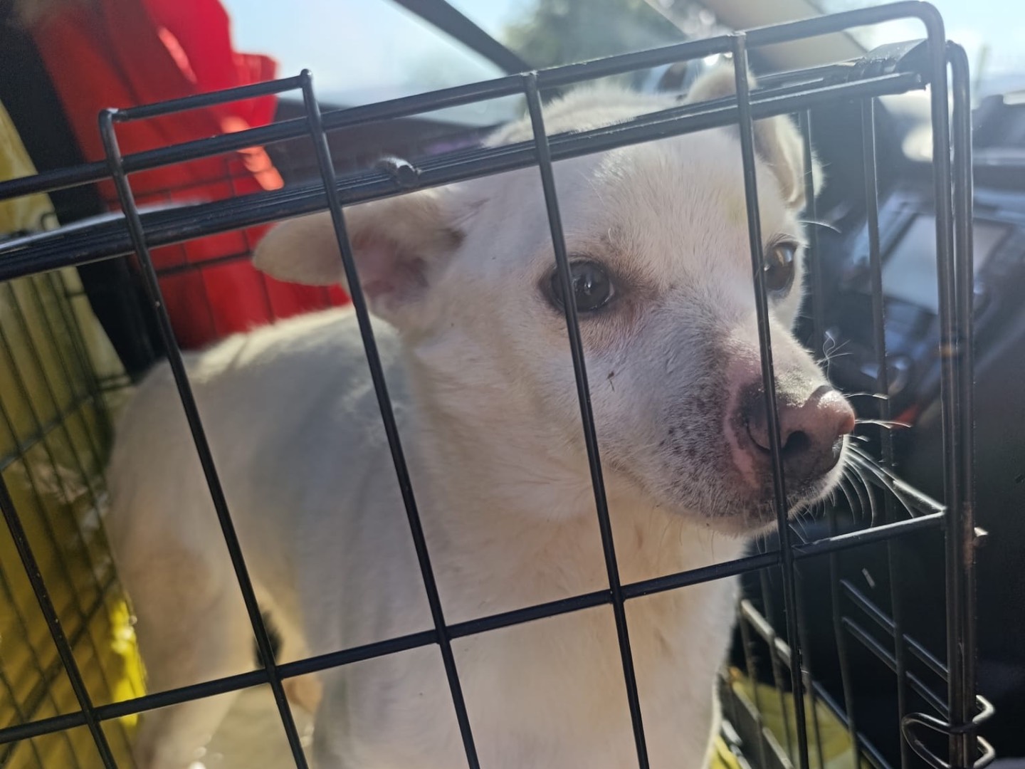 Adotta un cane, taglia piccola, maschio, Trento