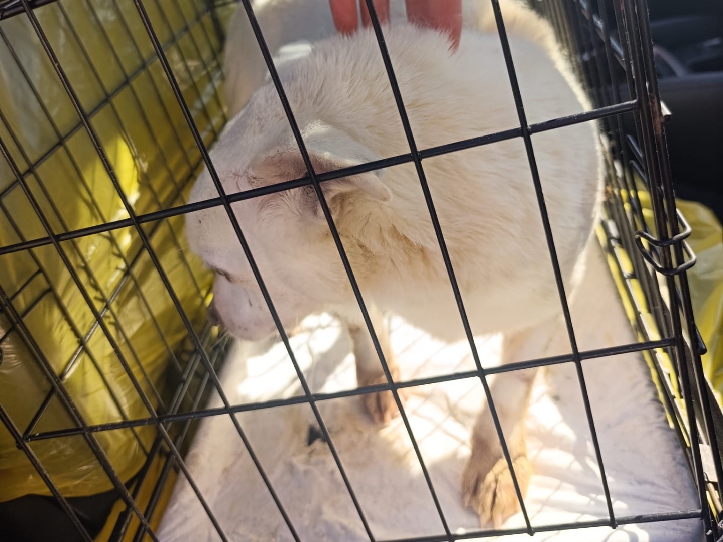 Vuoi adottare un cane a Trento?