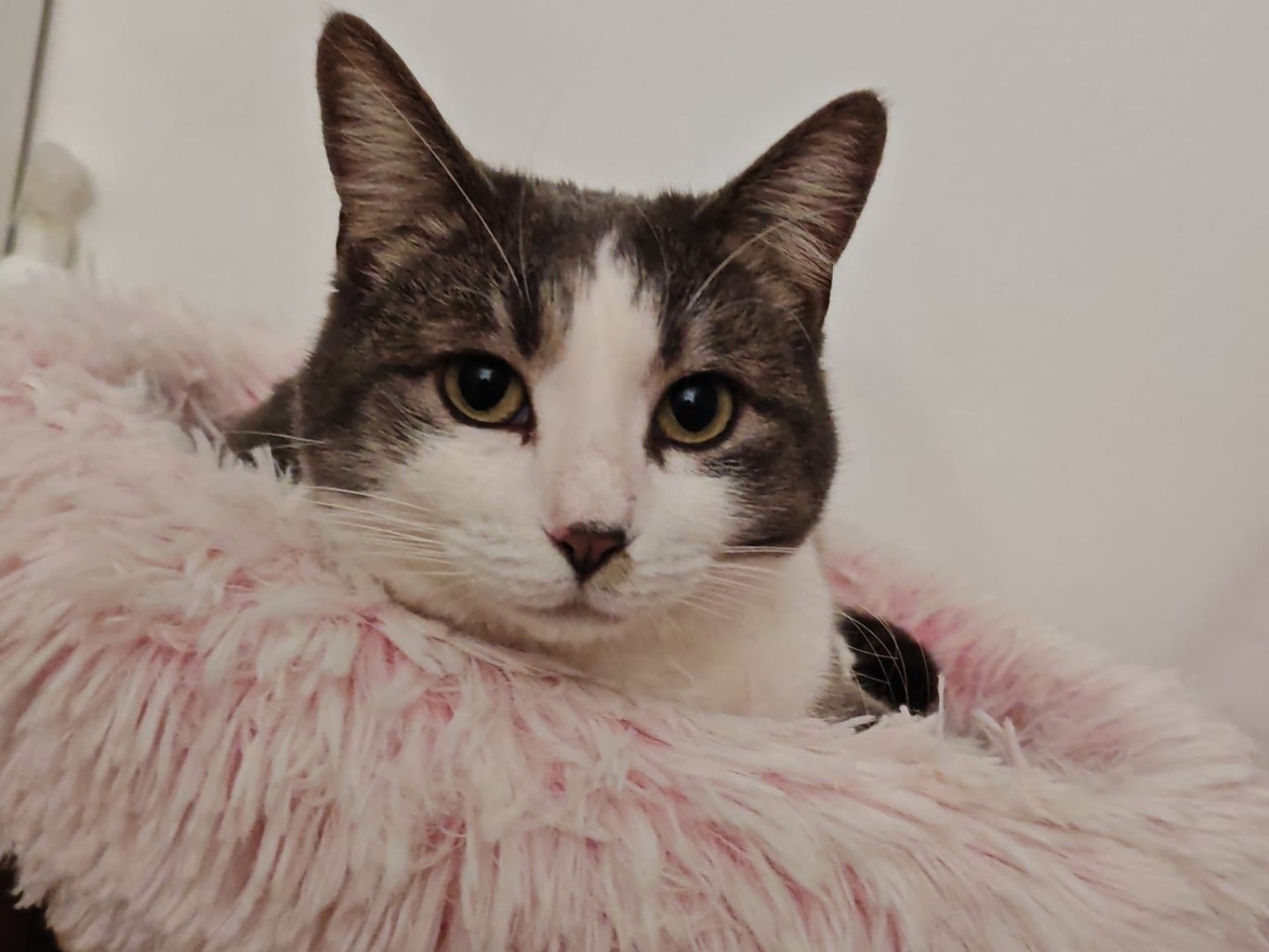 Adozione gatto, femmina, Razza sconosciuta Razza sconosciuta, 3 anni e 1 mese, taglia non valida, Padova