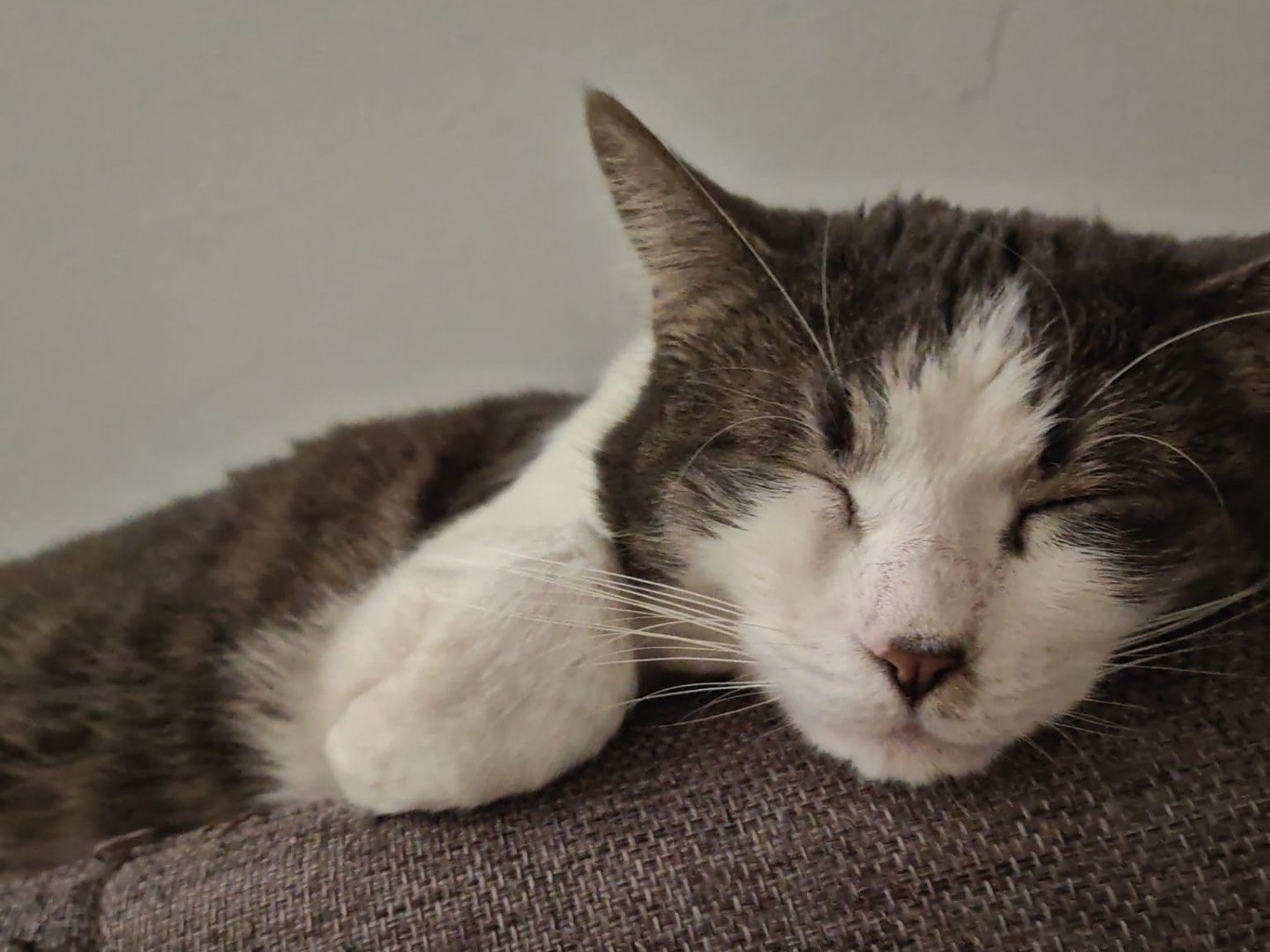 Adotta un gatto, femmina, 3 anni e 1 mese, Padova