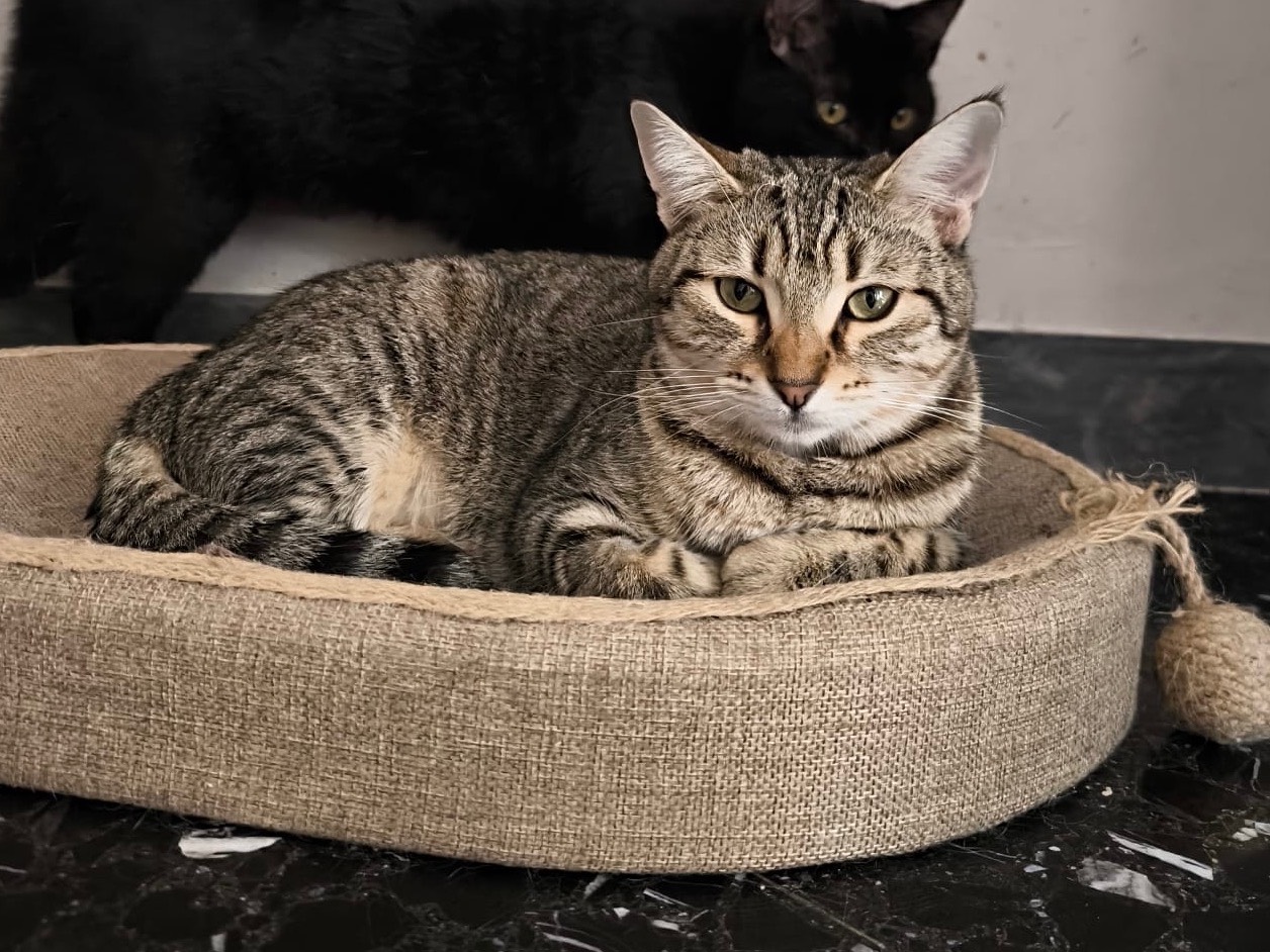 Adozione gatto, femmina, Razza sconosciuta Razza sconosciuta, 10 mesi, taglia non valida, Bari