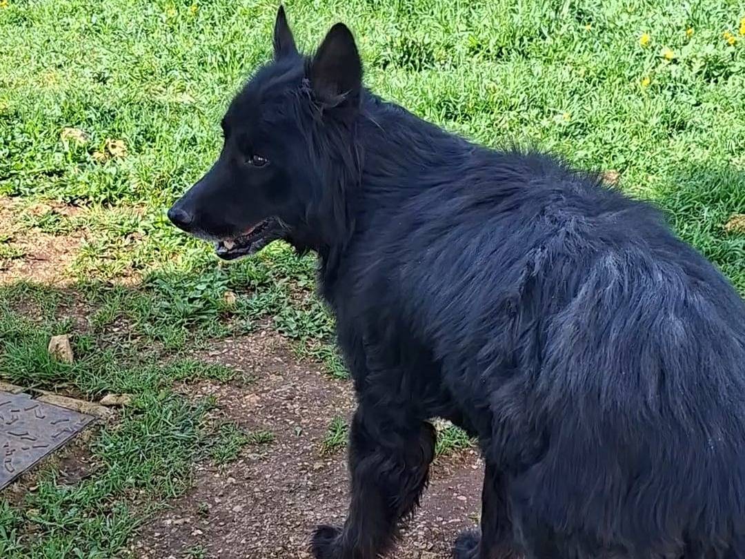Adotta un cane, maschio, 11 anni e 11 mesi, Bari