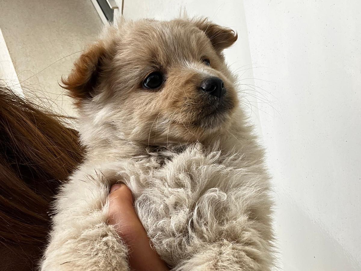 Adozione cane, maschio, Razza sconosciuta Razza sconosciuta, 2 mesi, taglia media, Venezia