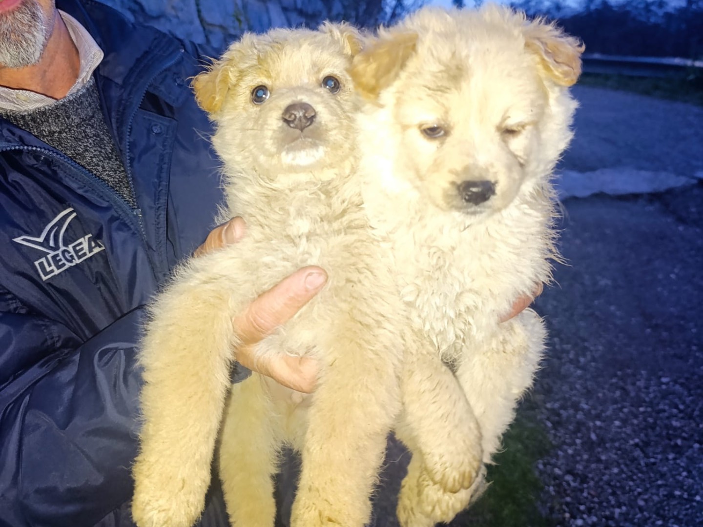 Vuoi adottare un cane a Venezia?