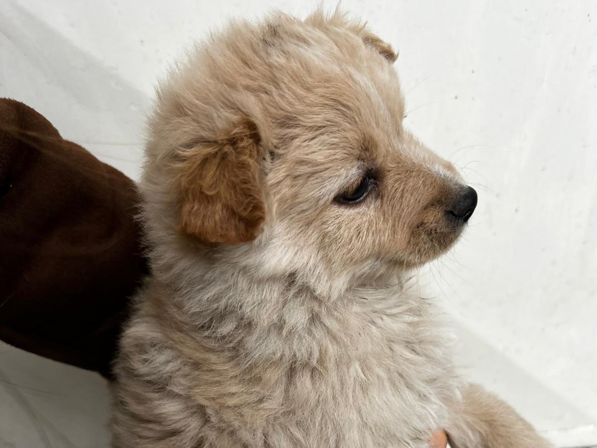 Adotta un cane, maschio, 2 mesi, Bolzano