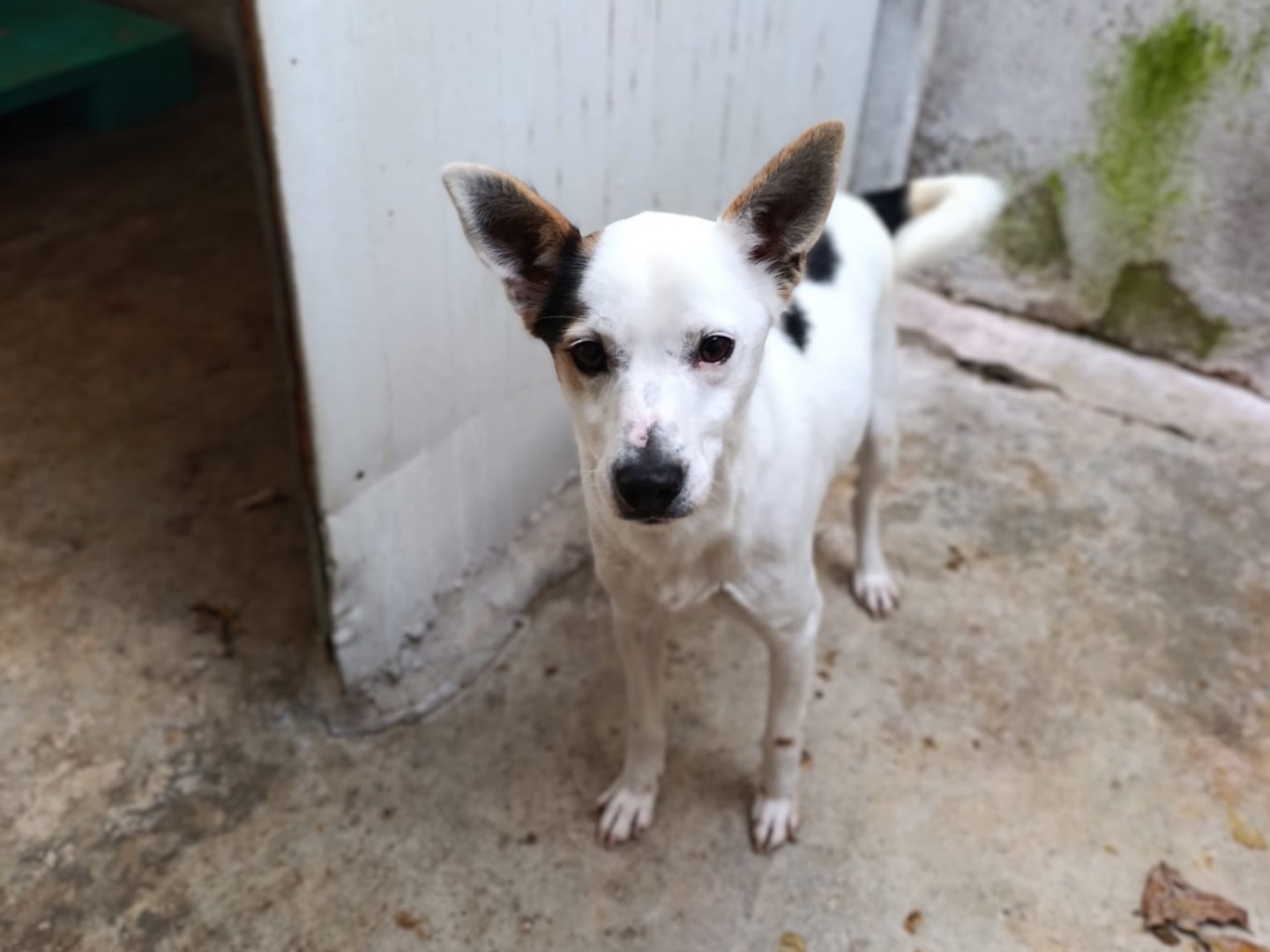 Adozione cane, maschio, Razza sconosciuta Razza sconosciuta, 2 anni, taglia media contenuta, Brescia