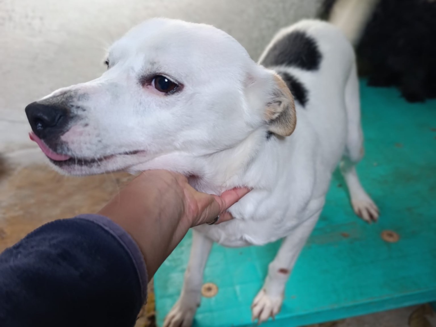 Adotta un cane, maschio, 2 anni, Brescia