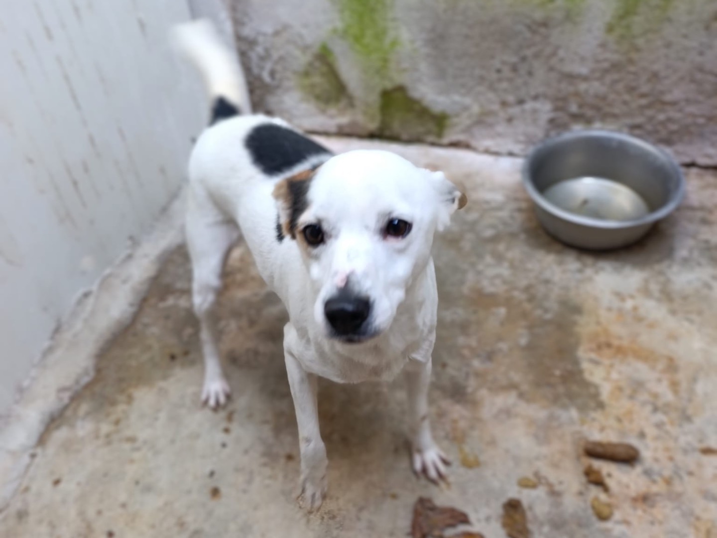 Adotta un cane, taglia media contenuta, maschio, Brescia