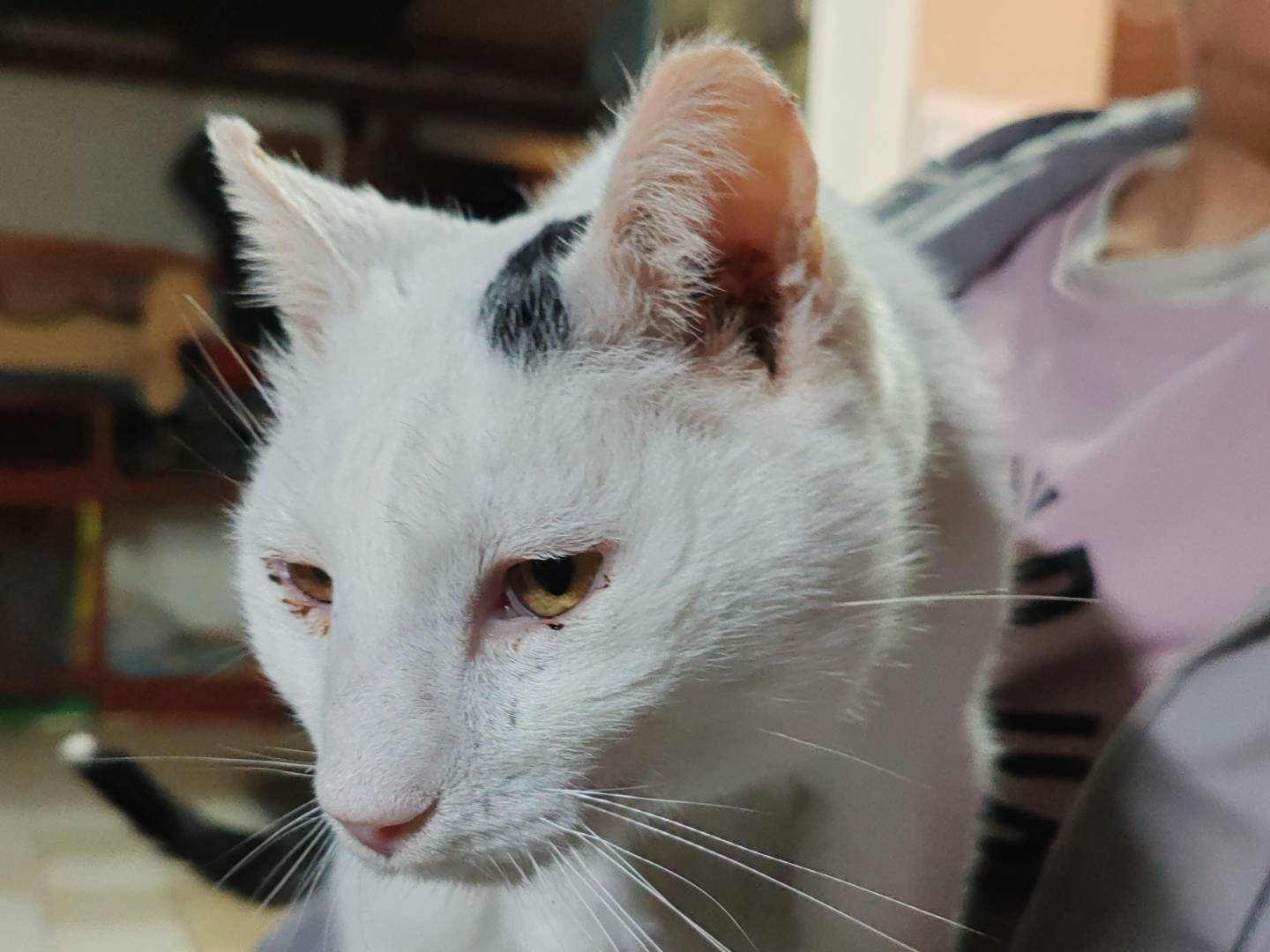 Adozione gatto, maschio, Razza sconosciuta Razza sconosciuta, 10 anni e 1 mese, taglia non valida, Firenze