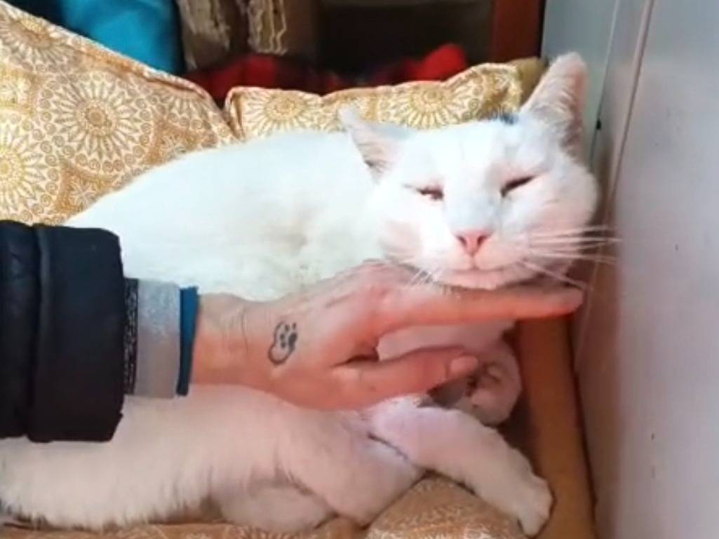 Adotta un gatto, maschio, 10 anni e 1 mese, Firenze