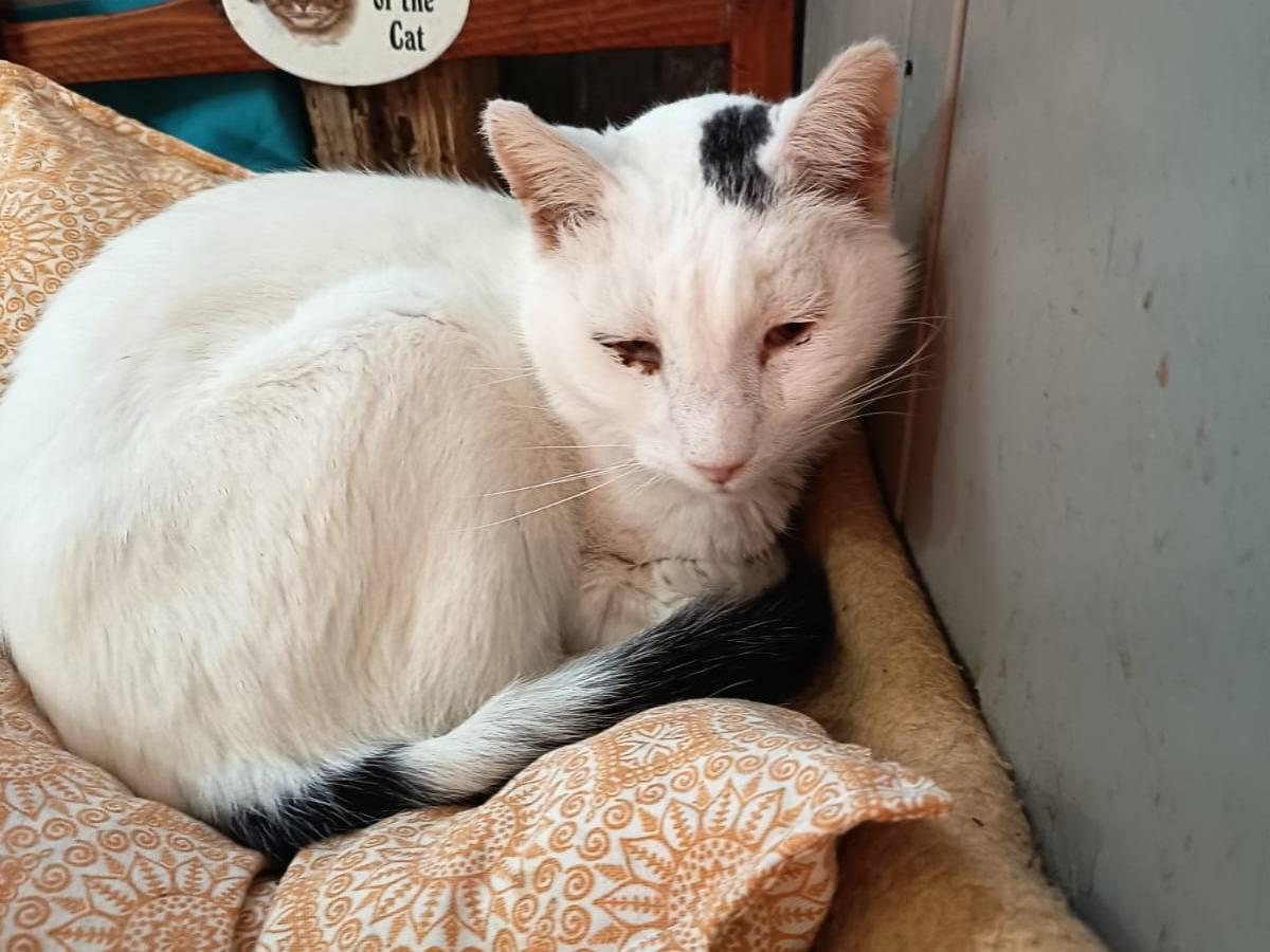 Adotta un gatto, taglia non valida, maschio, Firenze