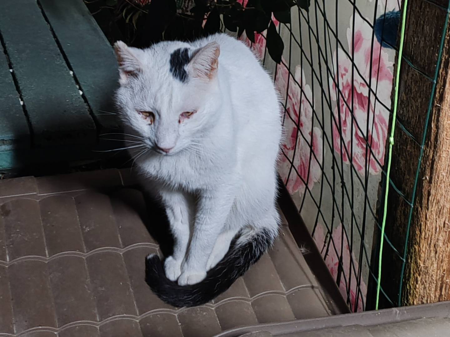 Adotta il gatto Peter a Firenze