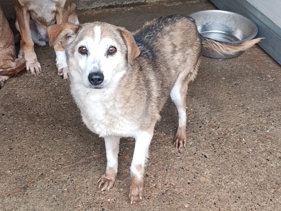Adozione cane, femmina, Razza sconosciuta Razza sconosciuta, 12 anni e 5 mesi, taglia media contenuta, Catanzaro