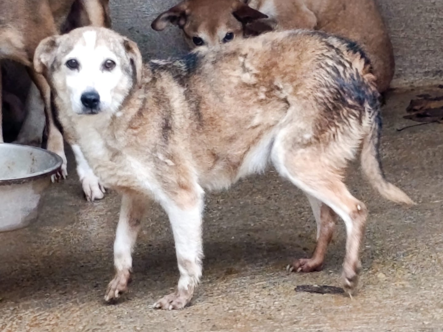 Adotta un cane, femmina, 12 anni e 5 mesi, Catanzaro