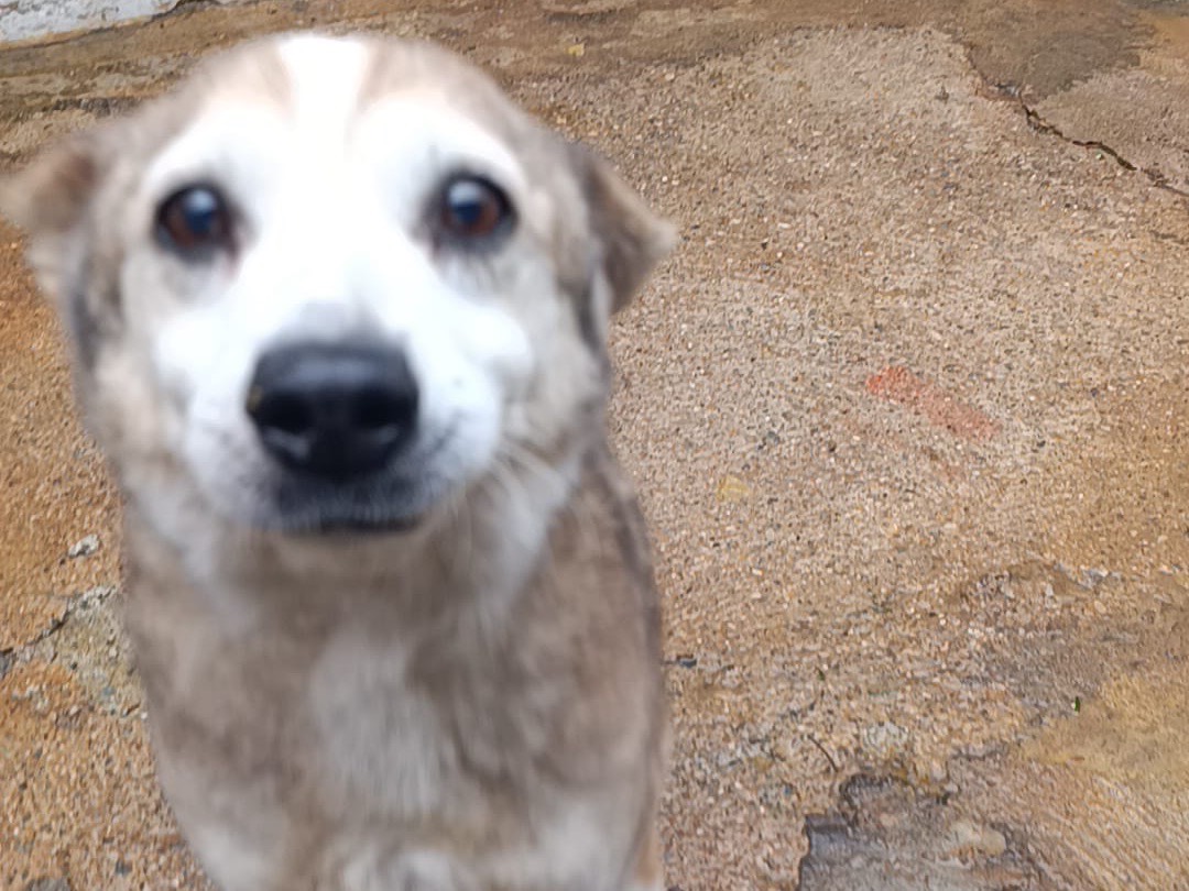 Vuoi adottare un cane a Catanzaro?