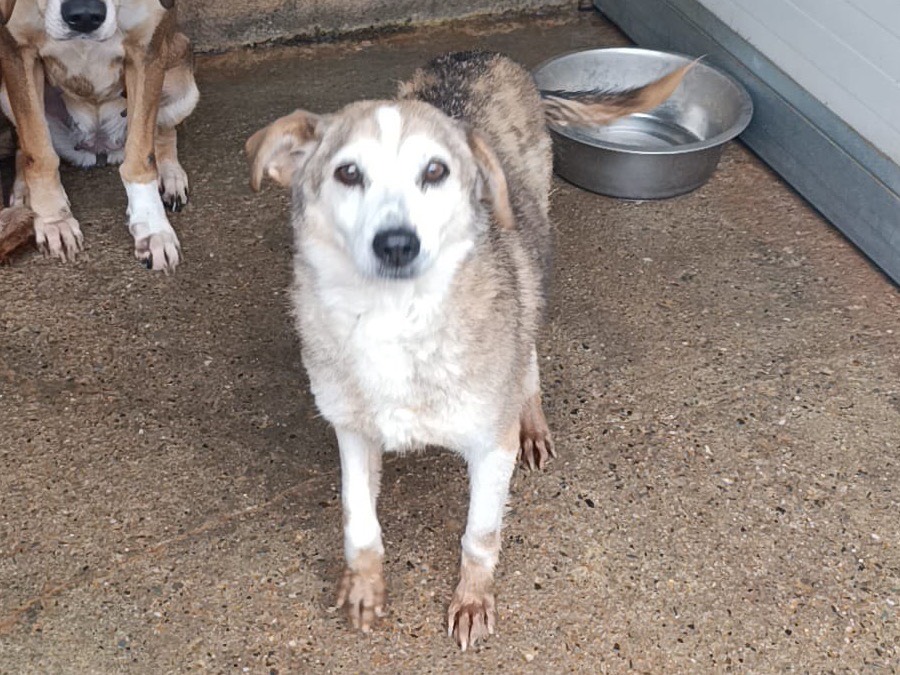 Adotta il cane Lilly a Catanzaro