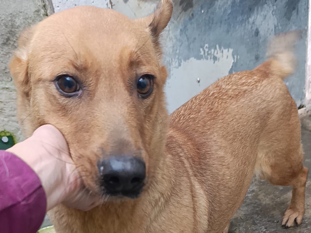 Adozione cane, femmina, Razza sconosciuta Razza sconosciuta, 6 anni, taglia media contenuta, Brescia