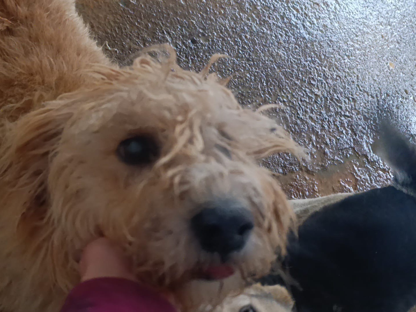 Adozione cane, femmina, Razza sconosciuta Razza sconosciuta, 9 anni e 4 mesi, taglia media contenuta, Brescia