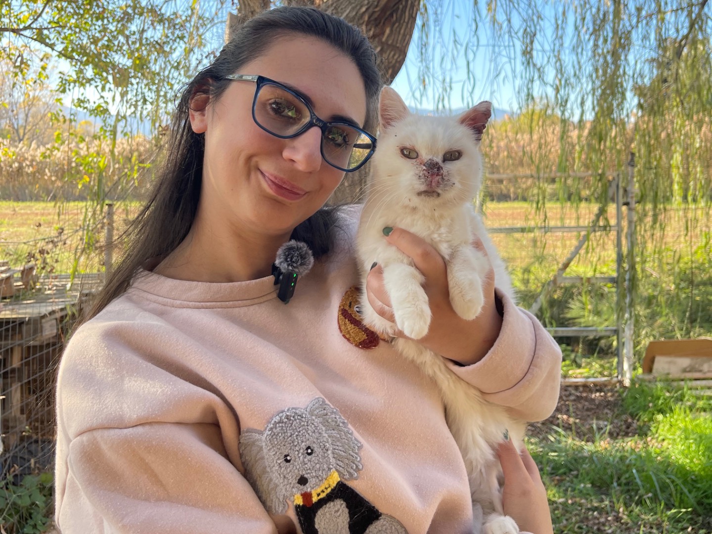 Adozione gatto, femmina, Razza sconosciuta Razza sconosciuta, 5 anni e 11 mesi, taglia non valida, Laquila