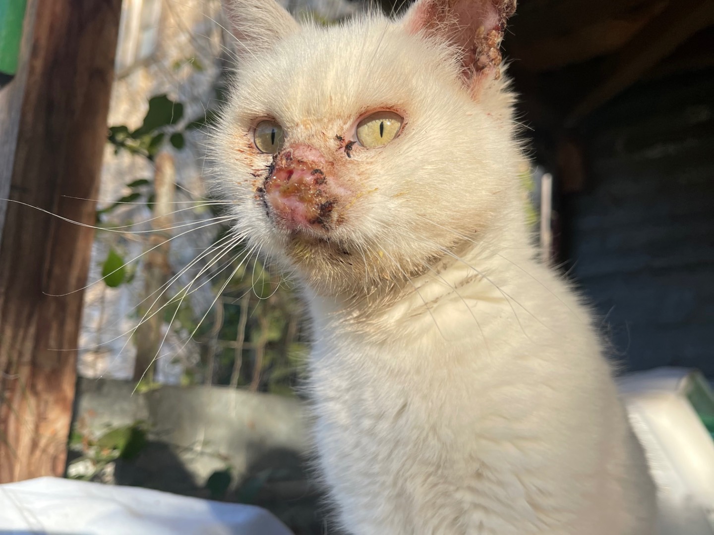 Adotta un gatto, taglia non valida, femmina, Laquila