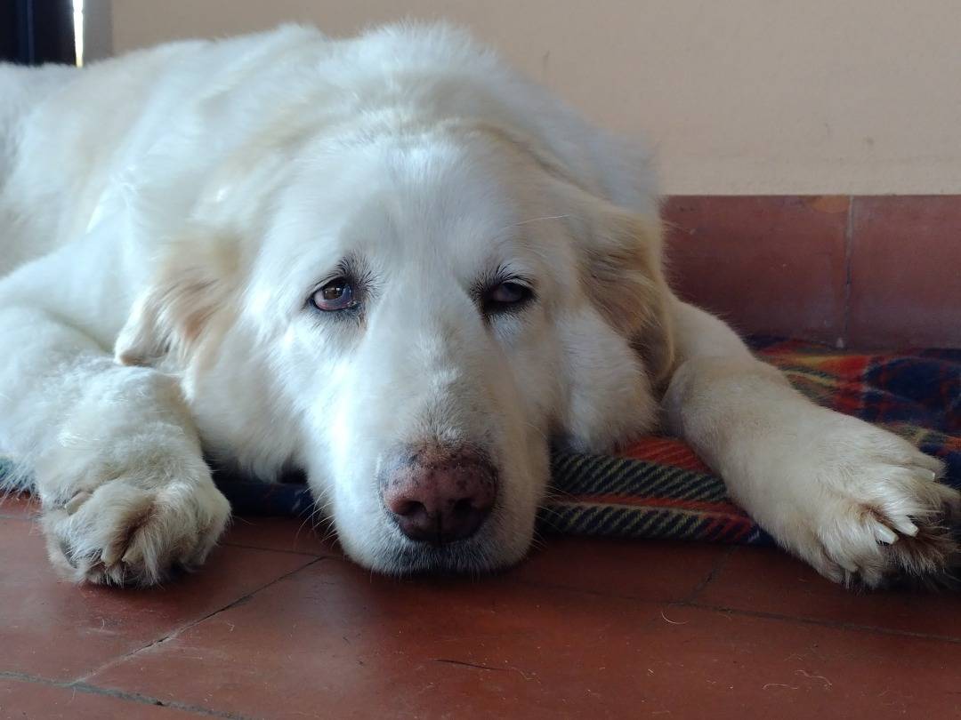 Vuoi adottare un cane a Viterbo?