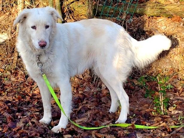 Adotta il cane Luna a Viterbo