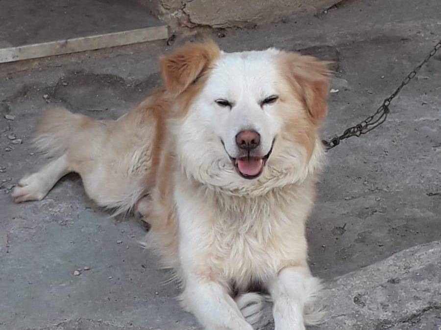Adozione cane, maschio, Razza sconosciuta Razza sconosciuta, 9 anni e 3 mesi, taglia media, Vibo