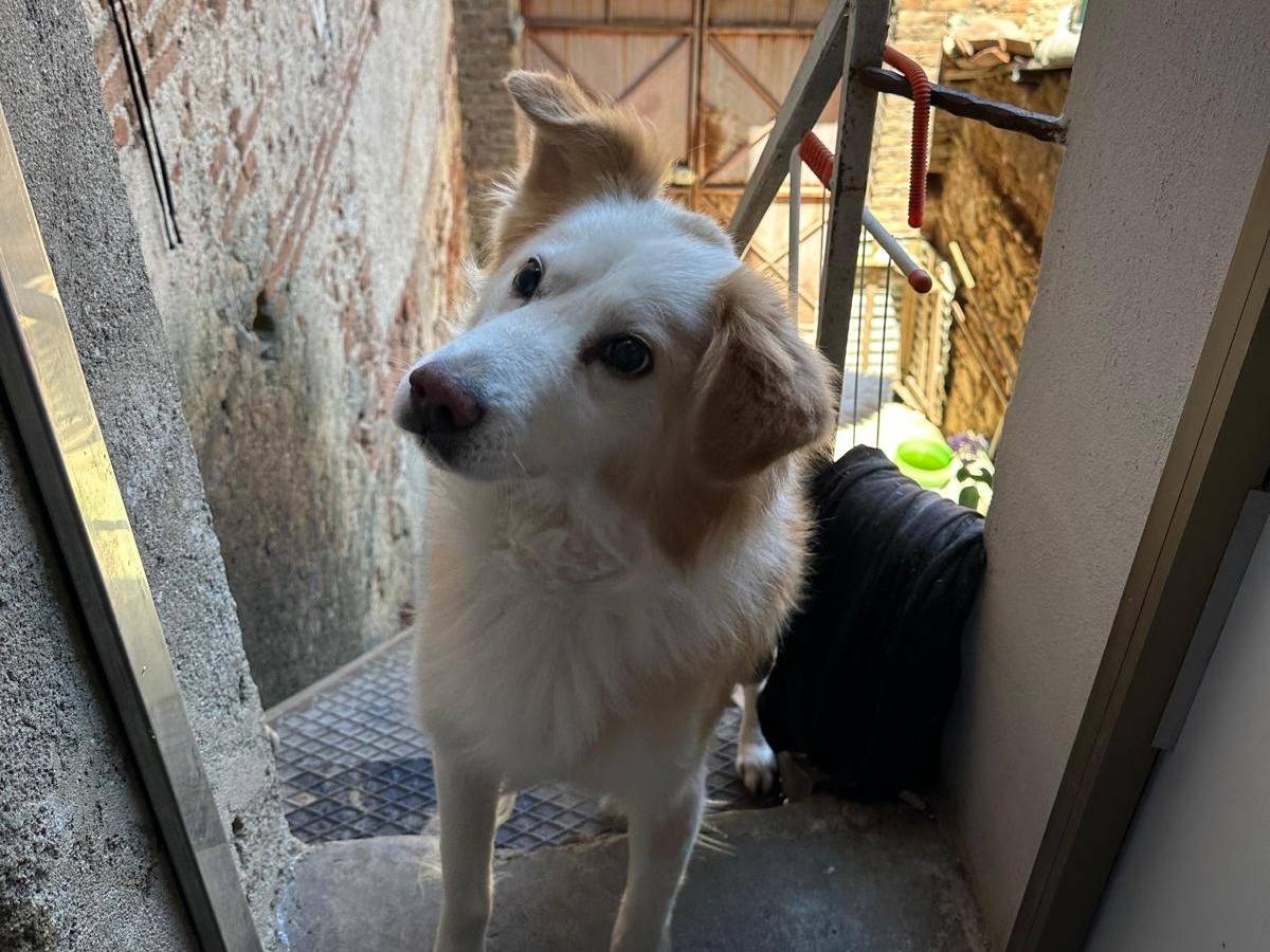 Adotta un cane, maschio, 9 anni e 3 mesi, Vibo