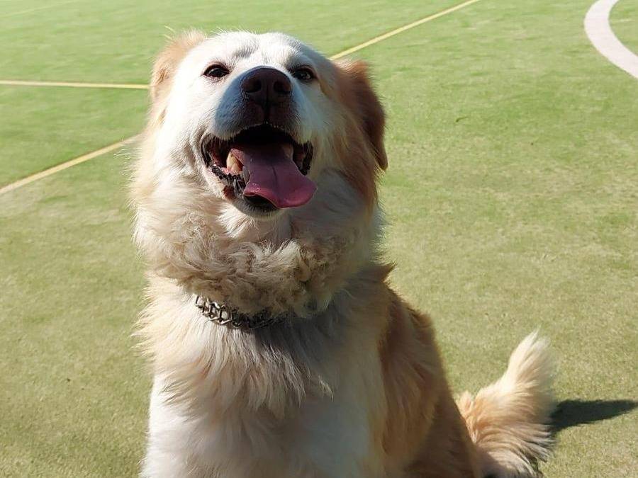 Adotta un cane, taglia media, maschio, Vibo