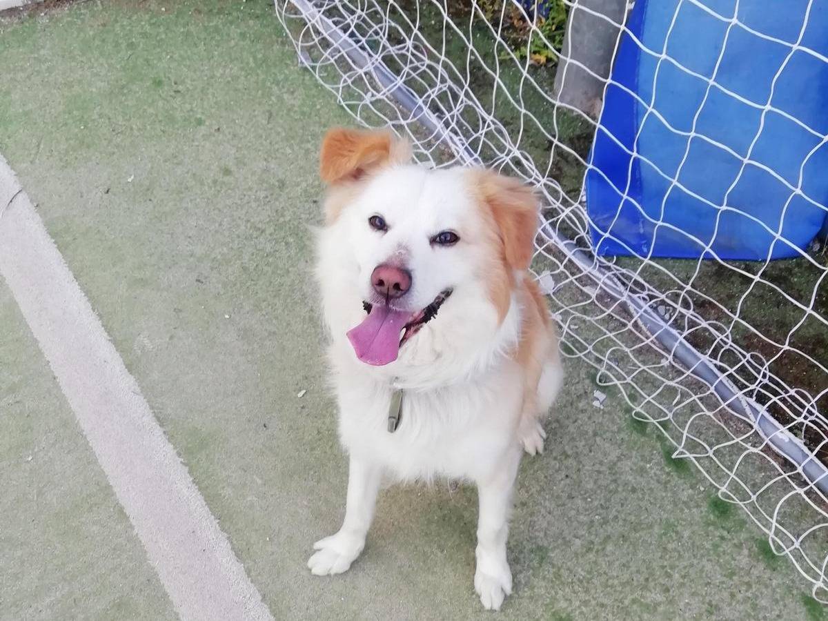 Vuoi adottare un cane a Vibo?