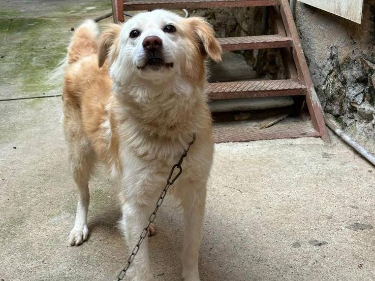 Adotta il cane RUDY a Vibo