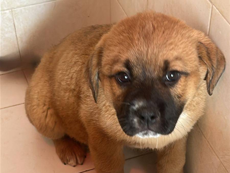 Adozione cane, femmina, Razza sconosciuta Razza sconosciuta, 3 mesi, taglia media, Latina