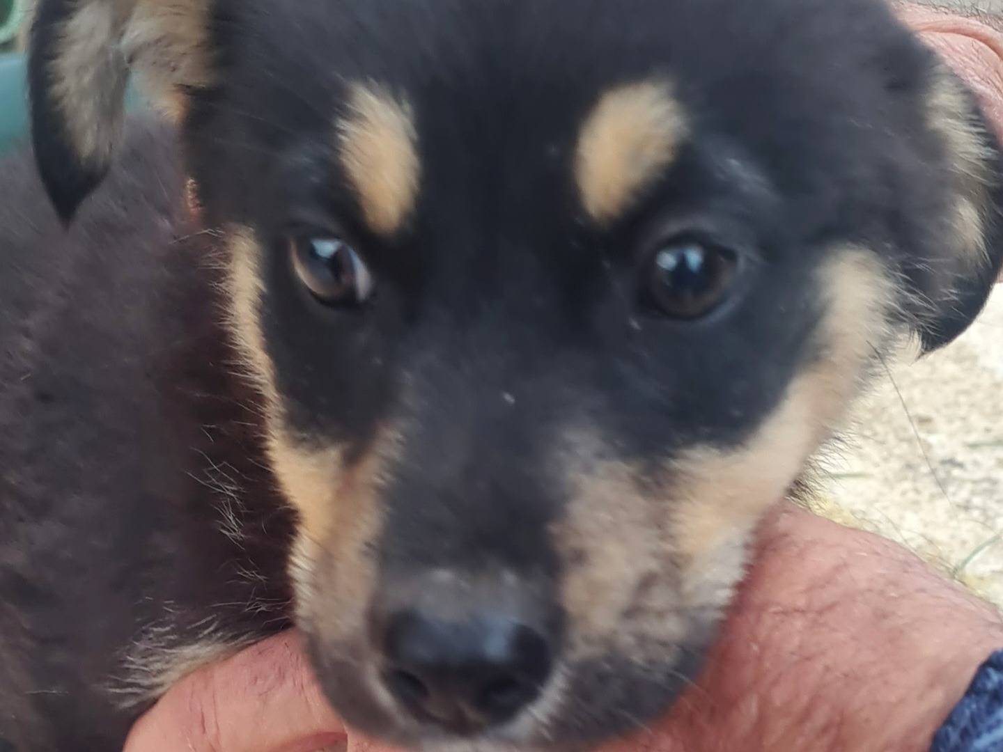 Adotta un cane, femmina, 2 mesi, Vibo