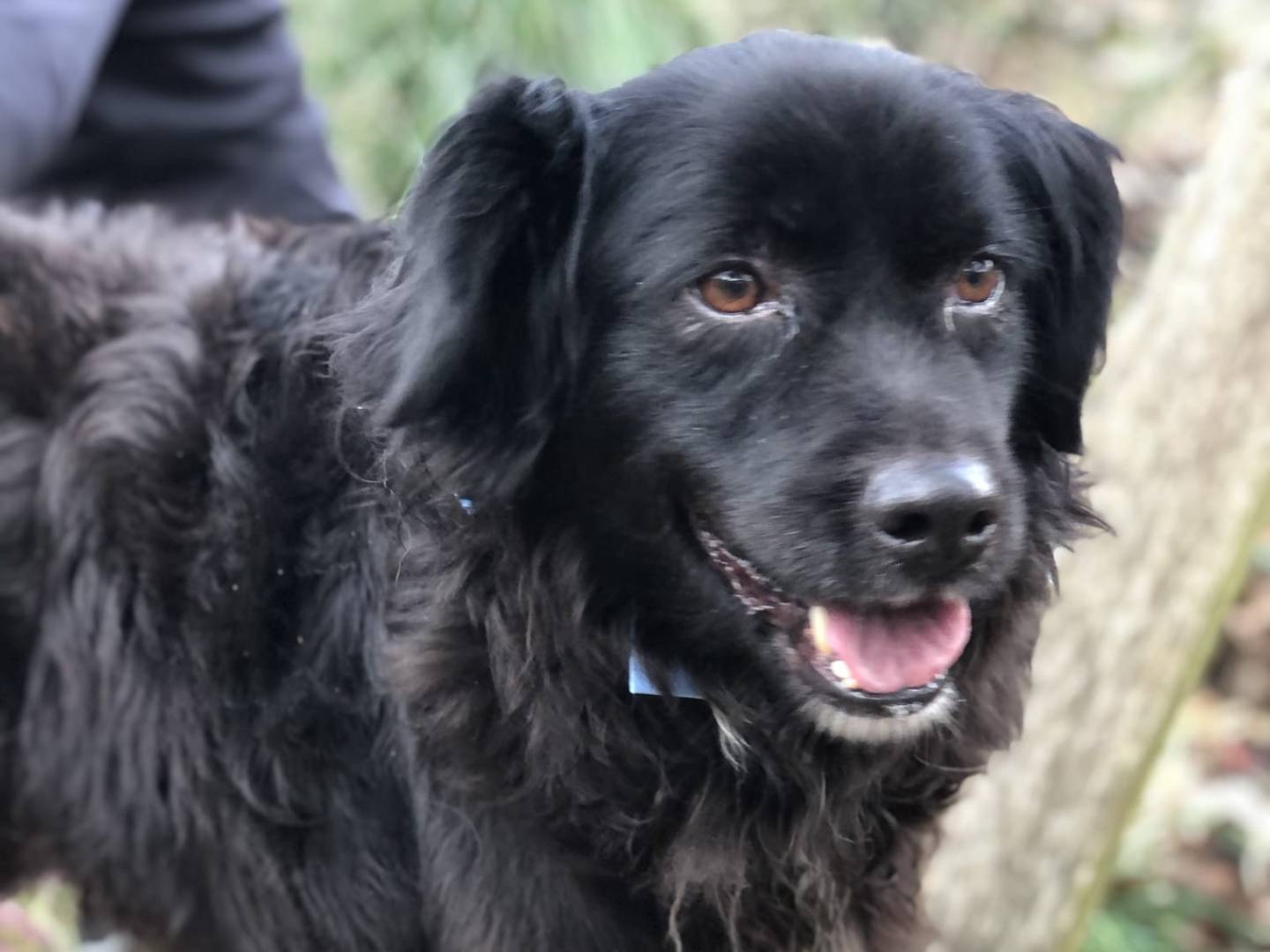 Adozione cane, maschio, Razza sconosciuta Razza sconosciuta, 9 anni e 10 mesi, taglia media contenuta, Latina