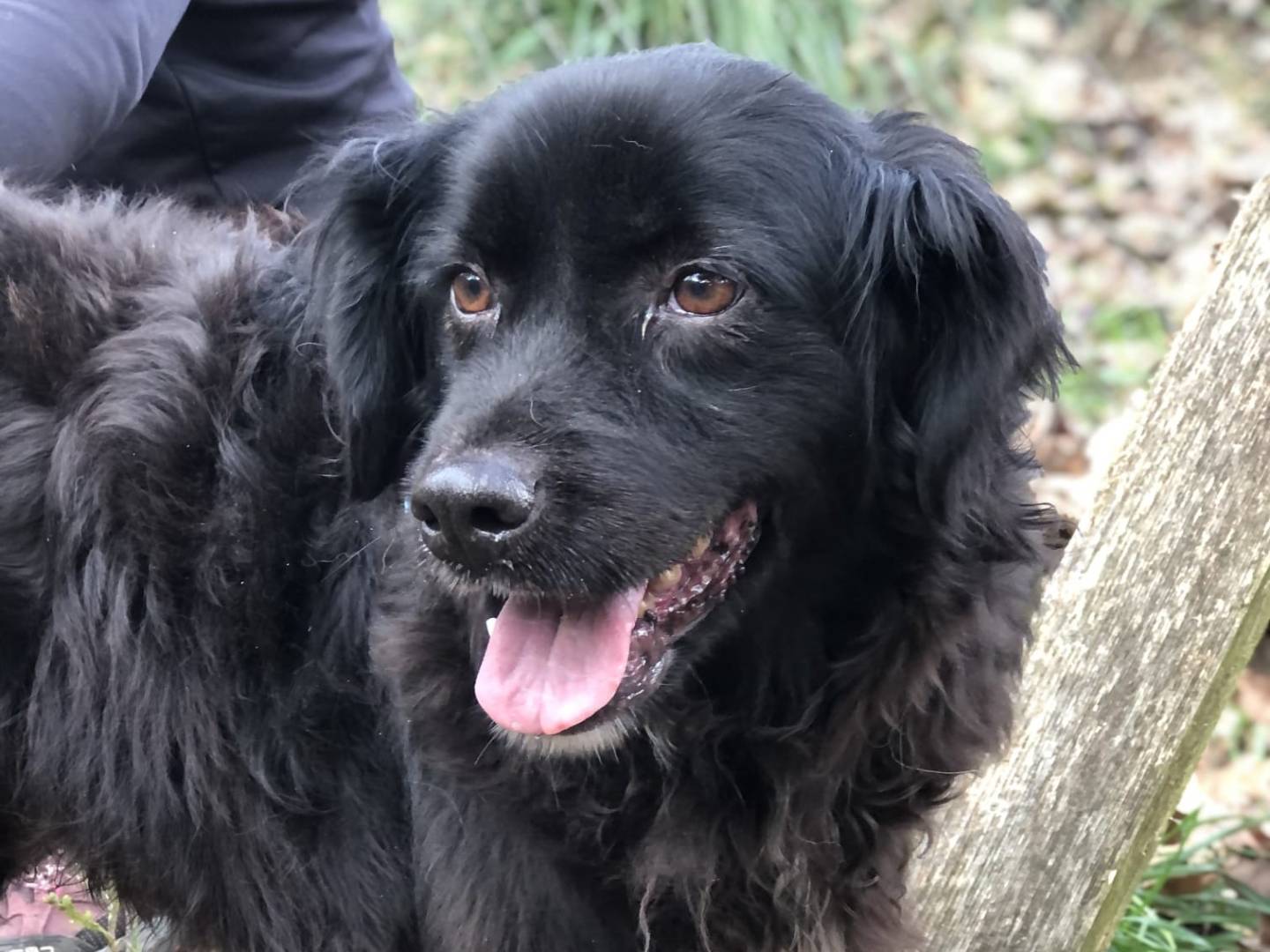 Adotta un cane, maschio, 9 anni e 10 mesi, Latina