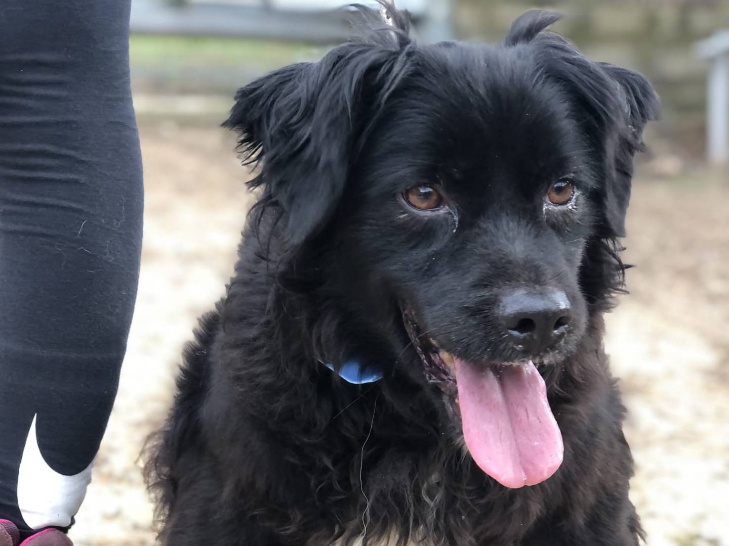 Adotta un cane, taglia media contenuta, maschio, Latina