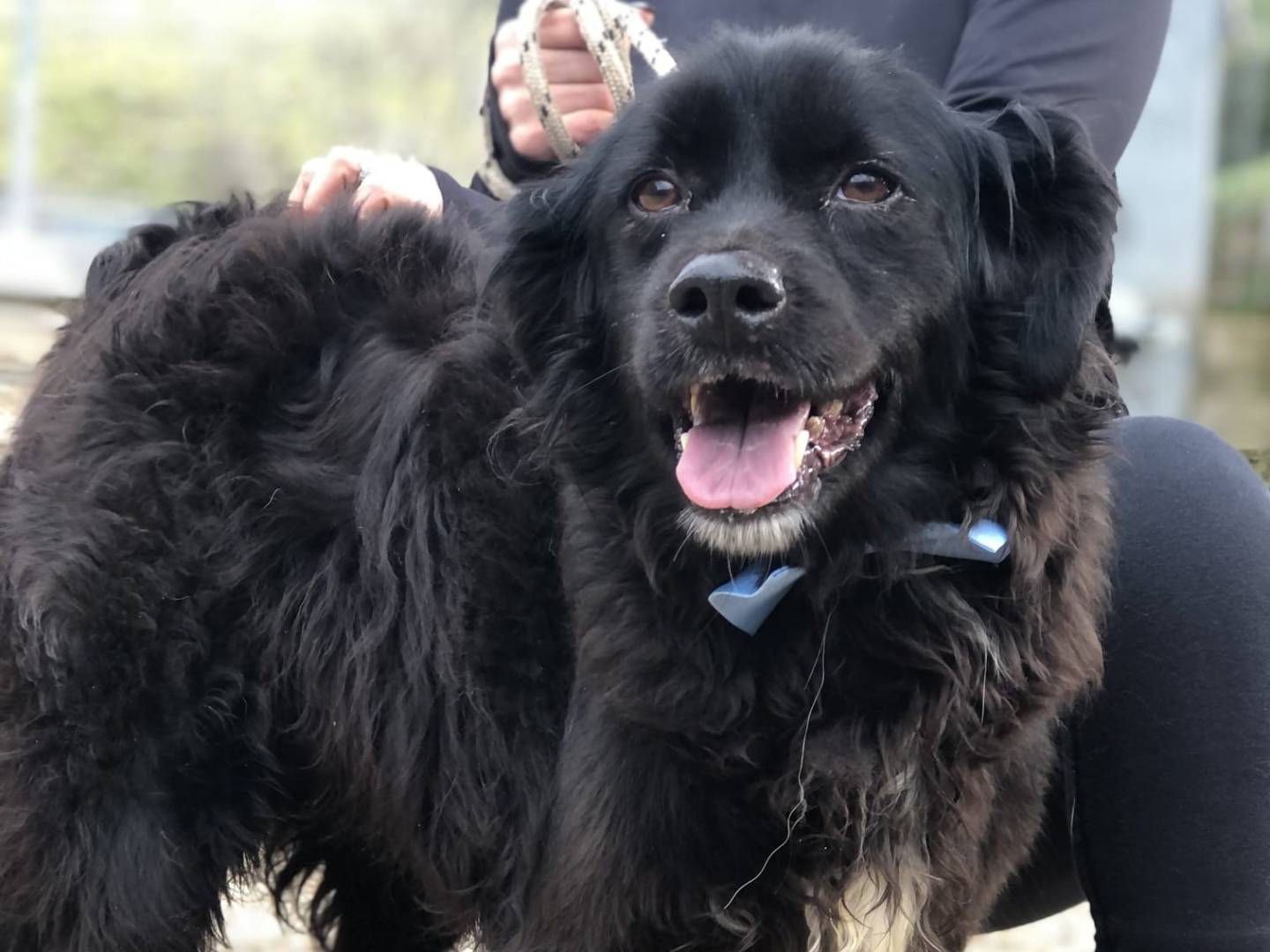 Vuoi adottare un cane a Latina?