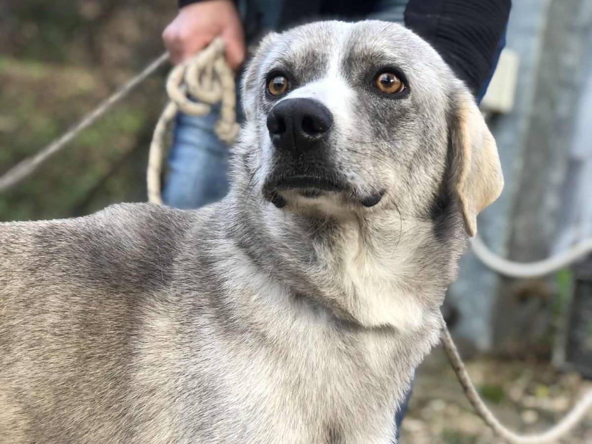 Adotta un cane, taglia media, maschio, Latina