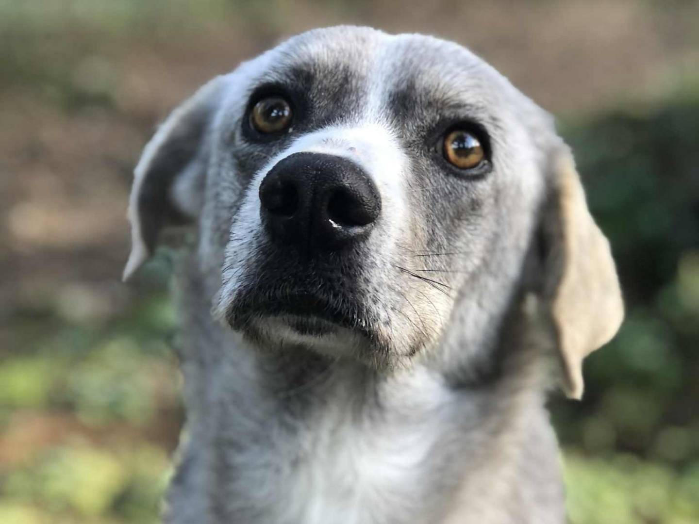 Adotta il cane Silver a Latina