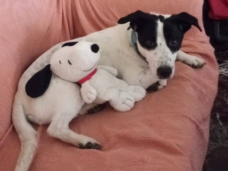 Adozione cane, maschio, Razza sconosciuta Razza sconosciuta, 1 anno e 11 mesi, taglia media contenuta, Bologna