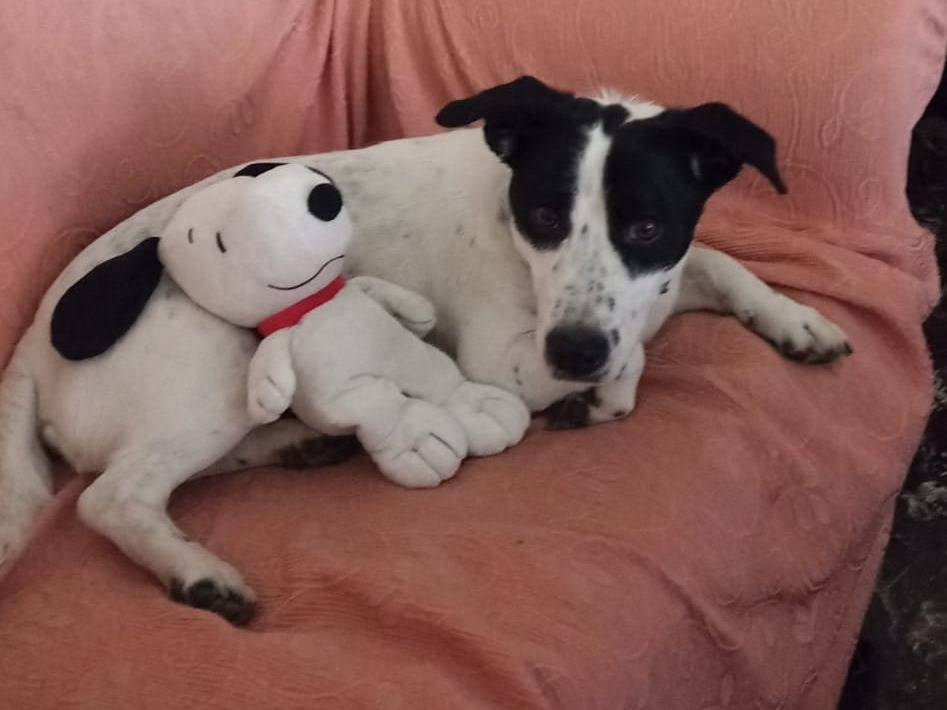 Adotta un cane, maschio, 1 anno e 11 mesi, Bologna