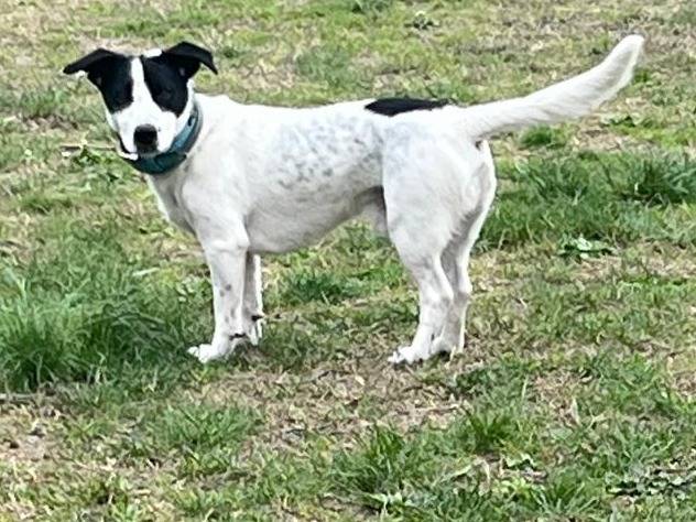 Vuoi adottare un cane a Bologna?