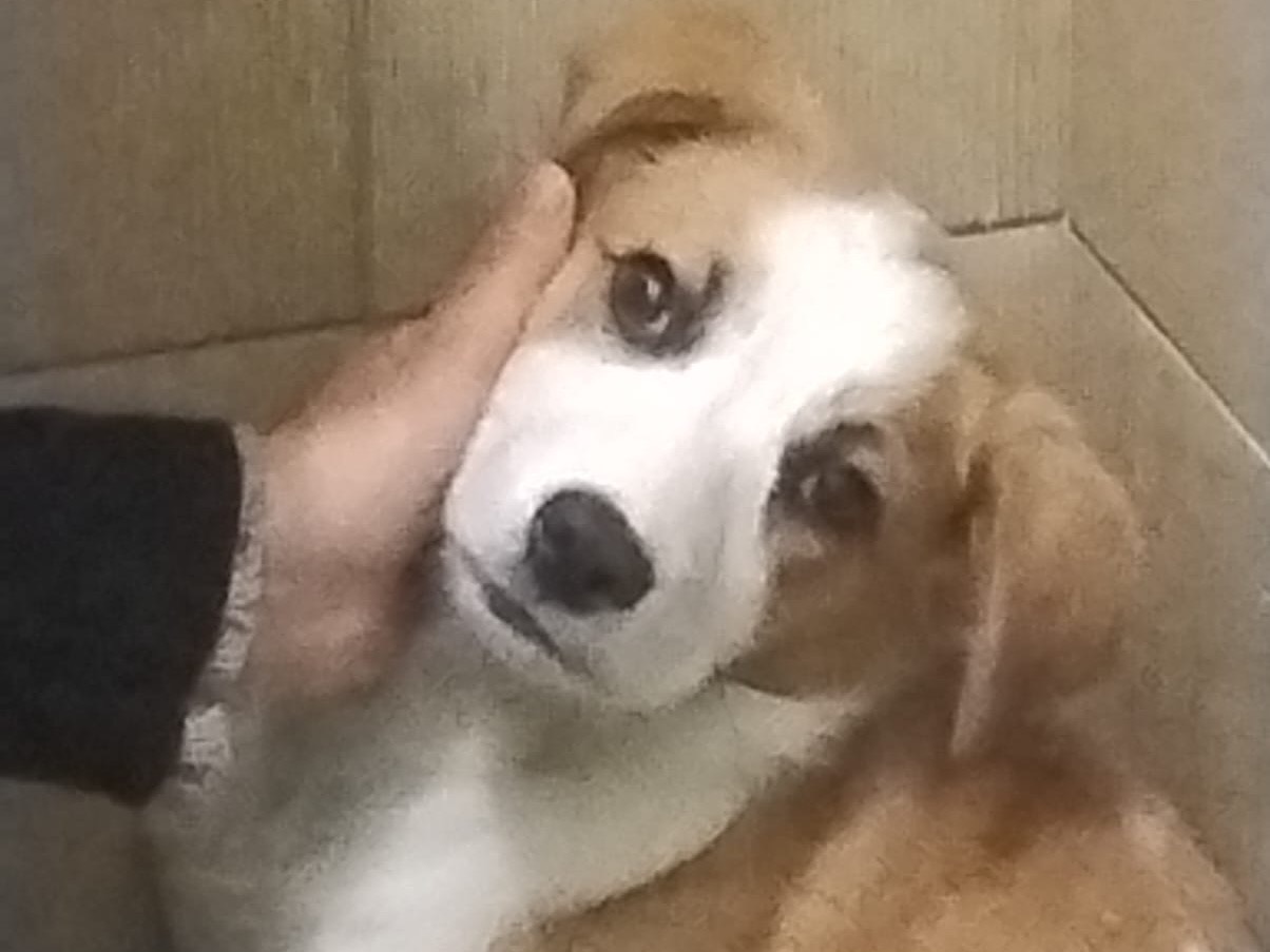 Adozione cane, femmina, Razza sconosciuta Razza sconosciuta, 3 mesi, taglia media, Siracusa