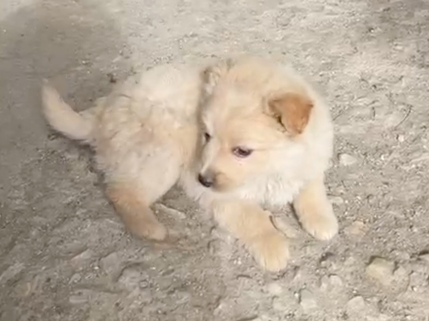 Adotta il cane Max a Bolzano