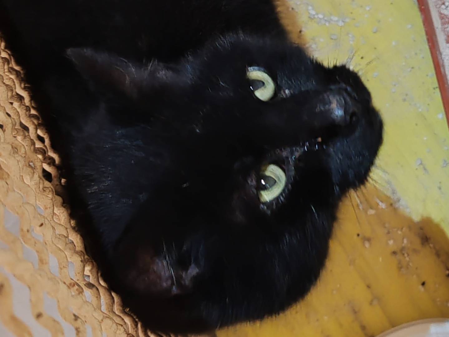 Adotta un gatto, maschio, 7 anni e 1 mese, Firenze