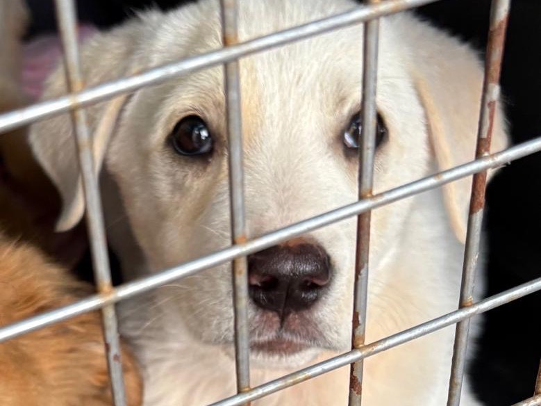 Adozione cane, maschio, Razza sconosciuta Razza sconosciuta, 2 mesi, taglia media, Siracusa