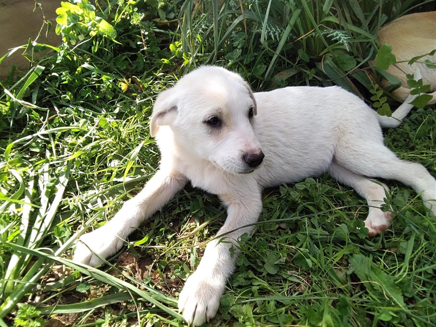 Adotta un cane, maschio, 2 mesi, Siracusa