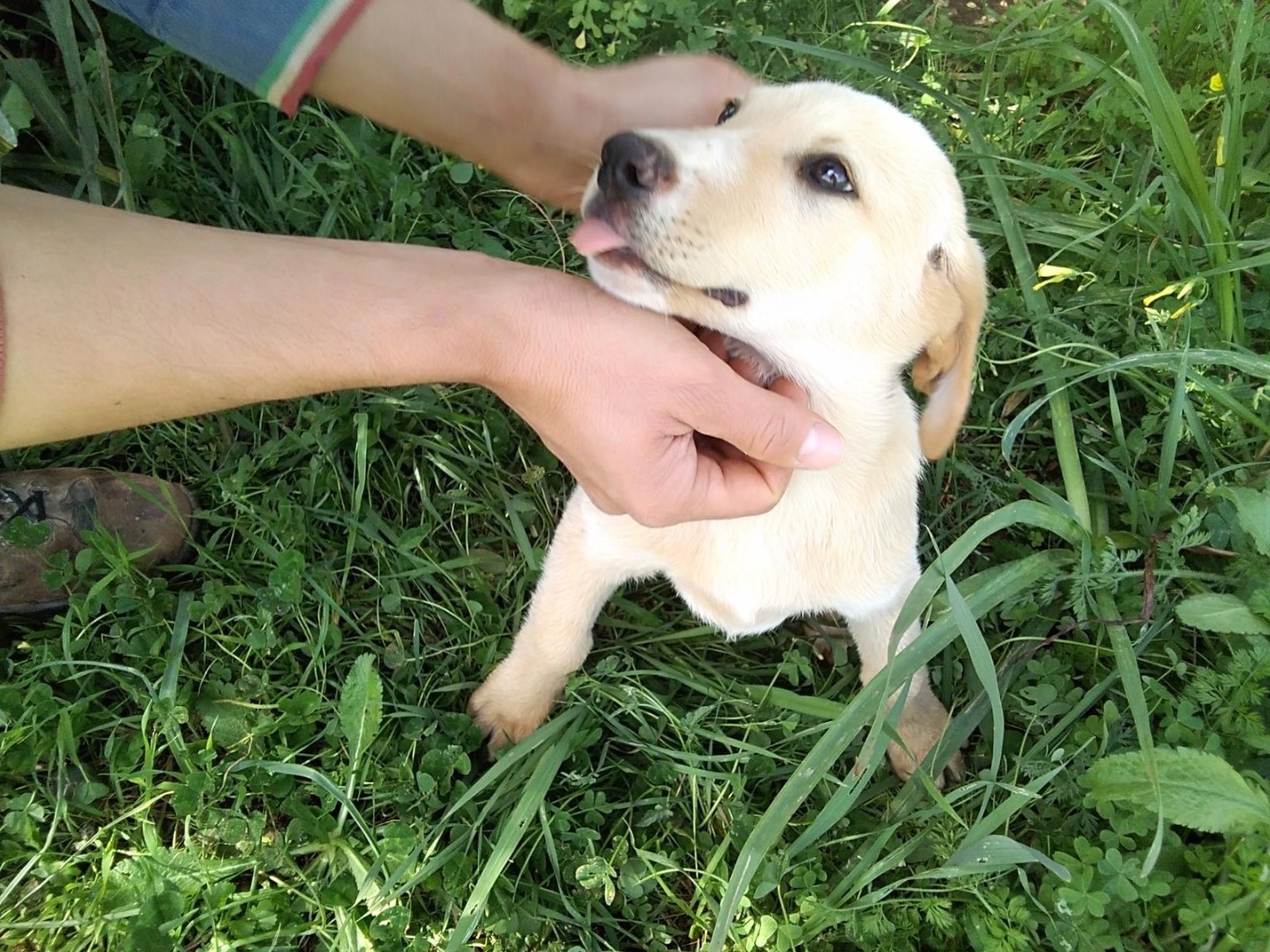 Adotta un cane, taglia media, maschio, Siracusa