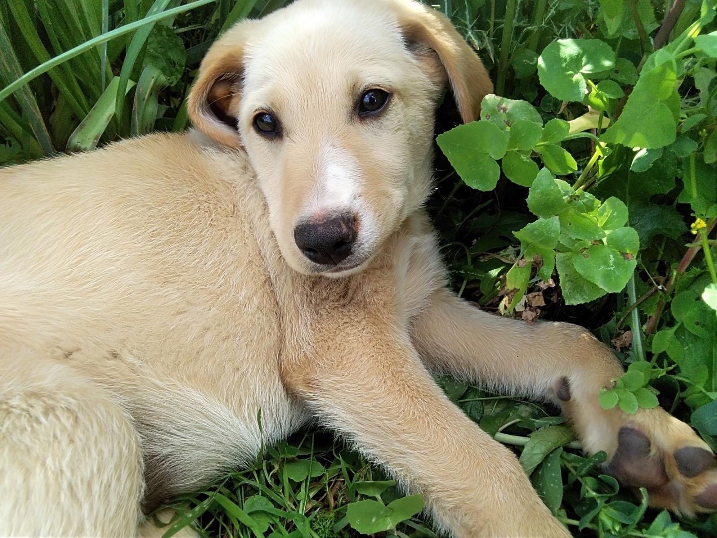 Adozione cane, maschio, Razza sconosciuta Razza sconosciuta, 2 mesi, taglia media, Siracusa
